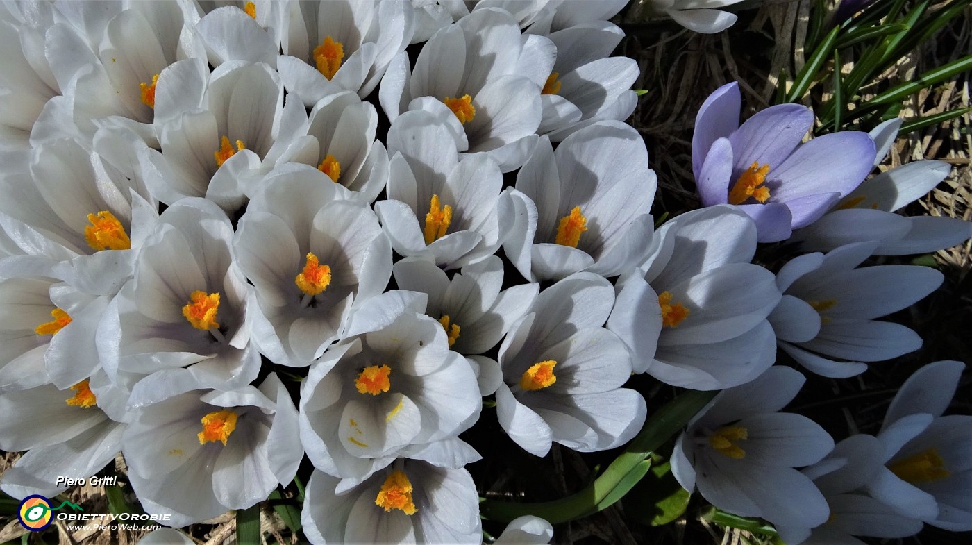 80 Splendido bouquet di Crocus vernus bianchi .JPG